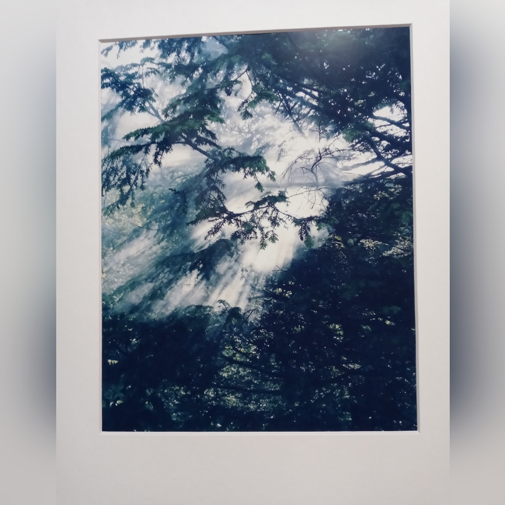 Foggy woods photo